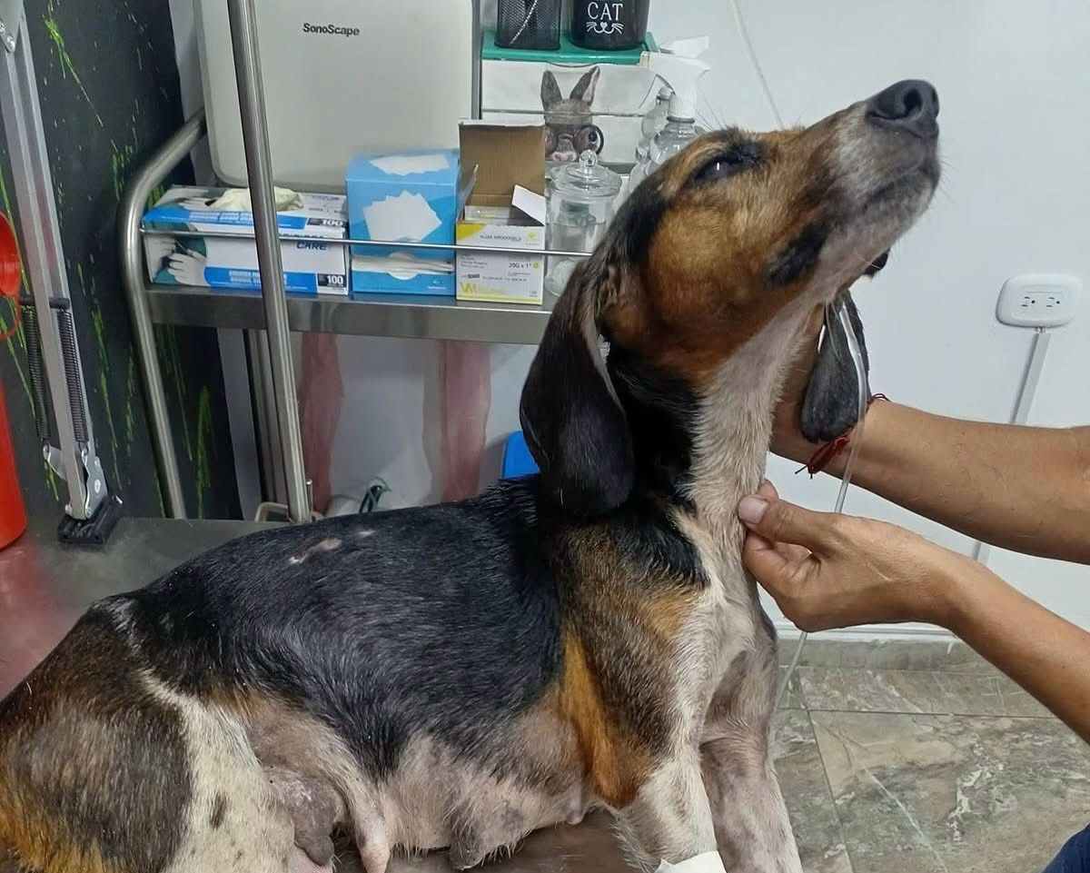 Abandonado y maltratado: rescatan perrito en delicado estado de salud en Bucaramanga
