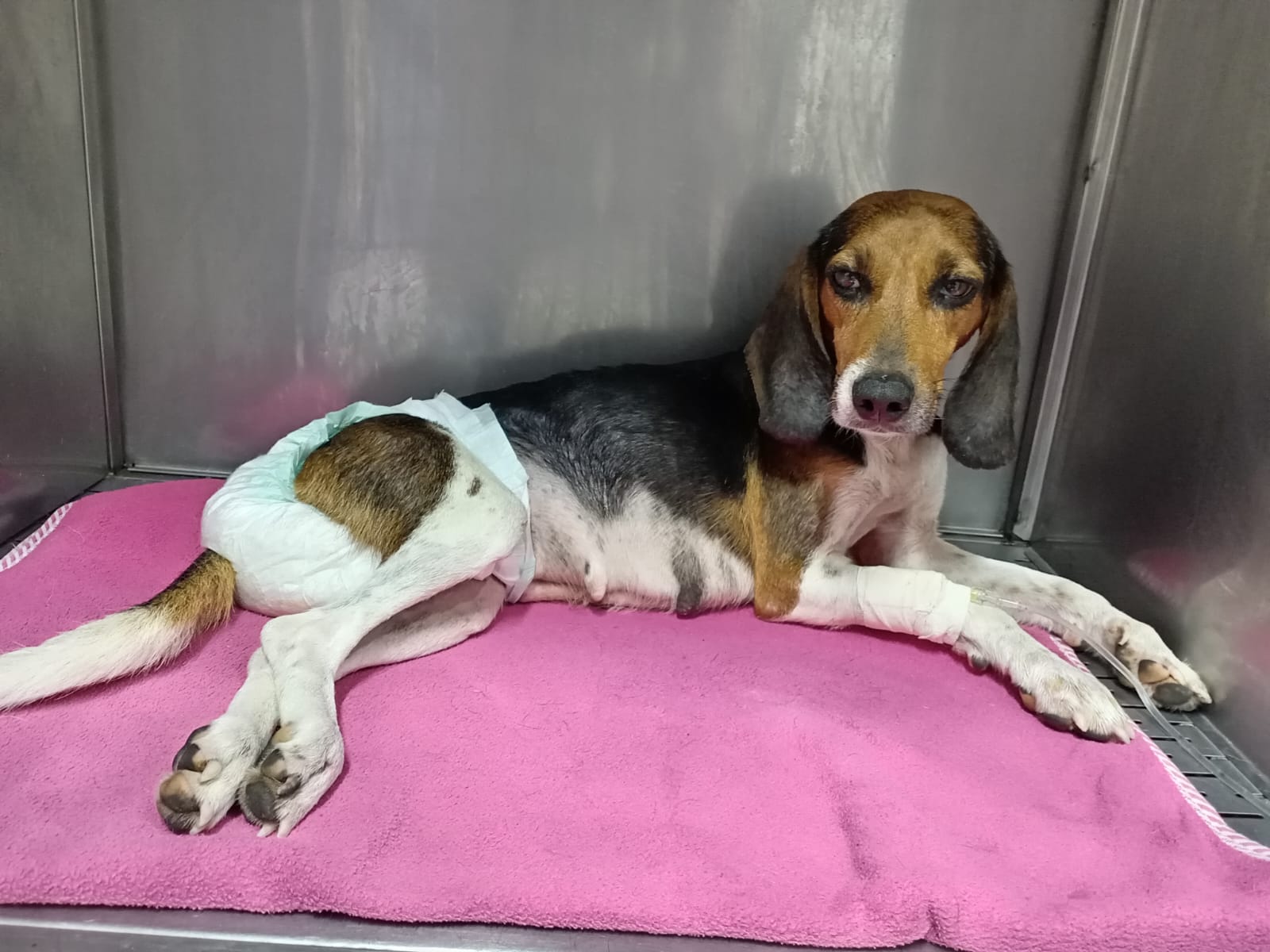 Por 10 millones de pesos es la sanción ejemplar al conductor de taxi que abandonó a una perrita en mal estado en Bucaramanga