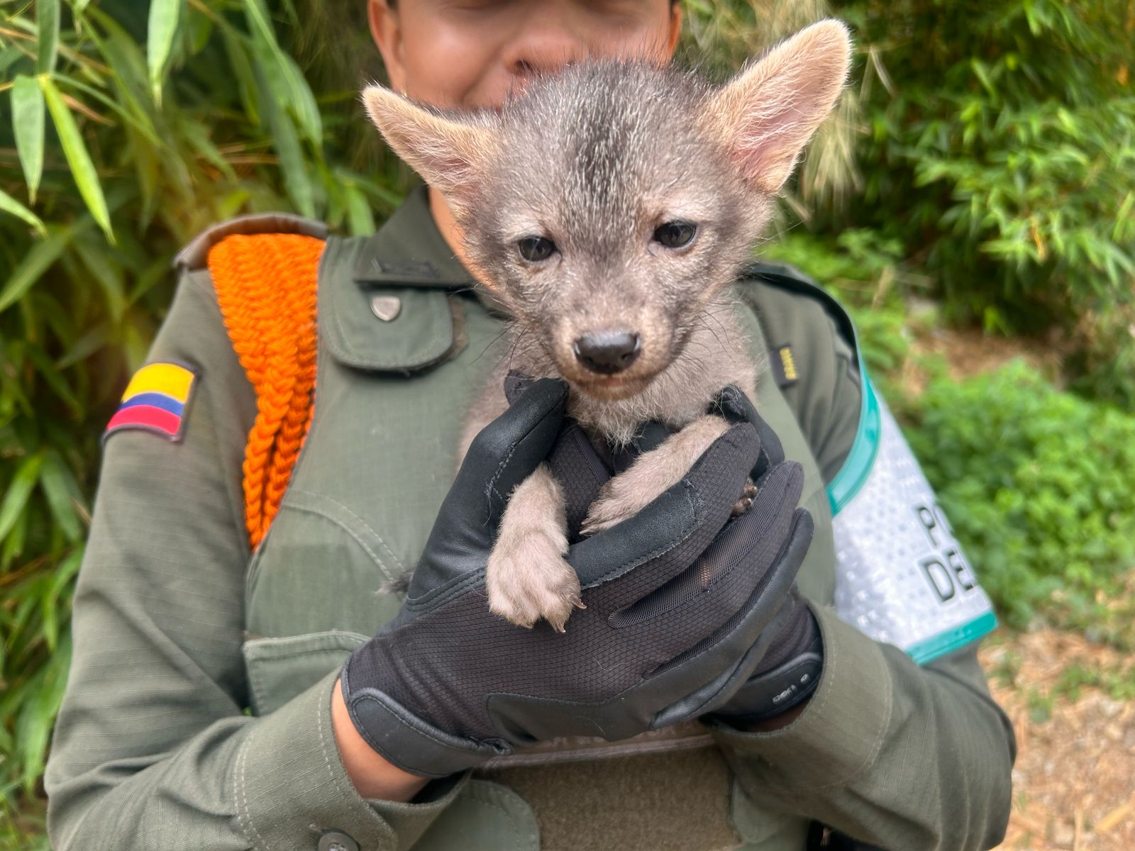 POLICÍA AMBIENTAL RESCATA UN ZORRO PERRO, UN MONO CARIBLANCO Y DOS PERICOS VERDES EN EL BARRIO GIRARDOT.