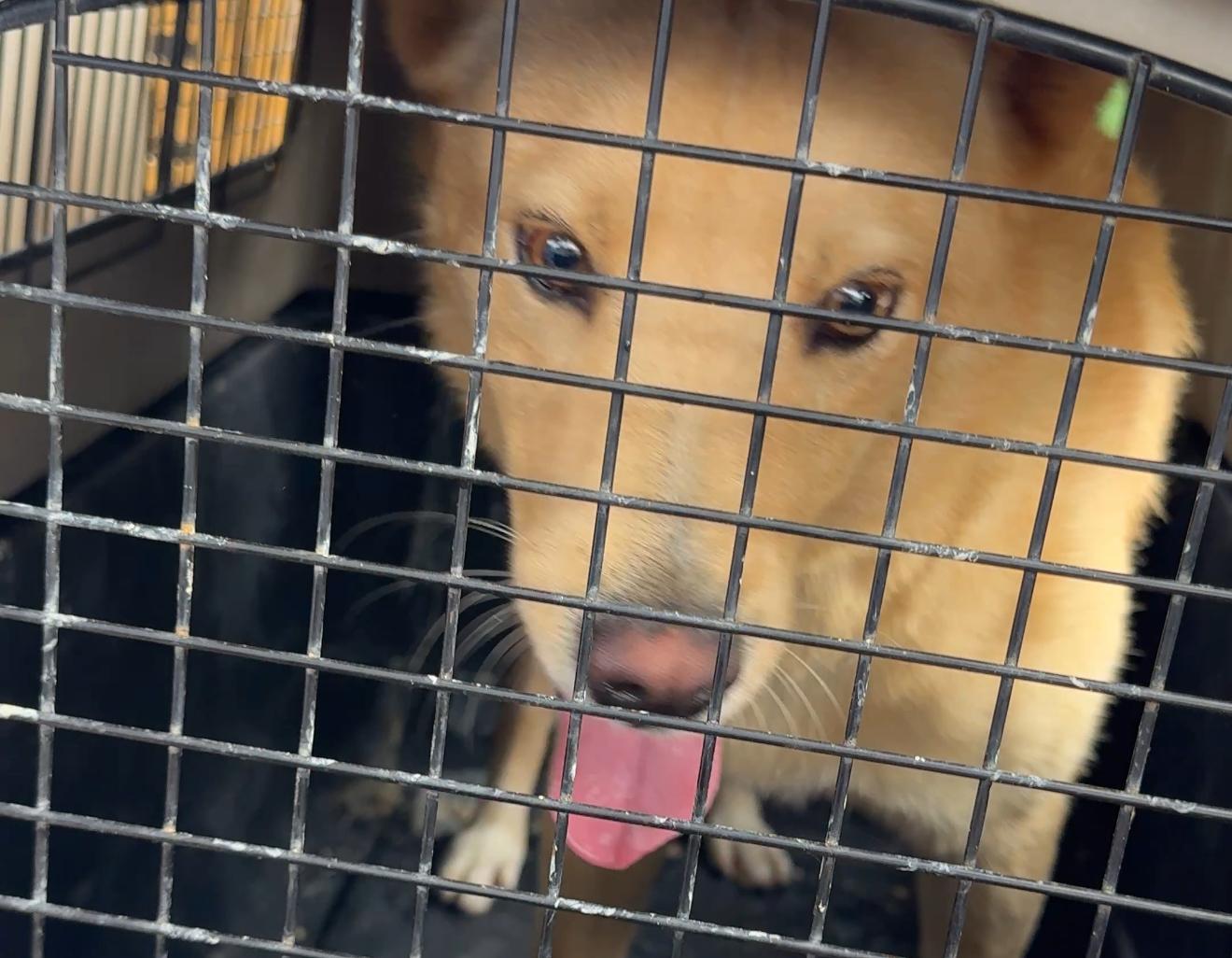 Bucaramanga aplica por primera vez la Ley Ángel con aprehensión preventiva de canino en malas condiciones
