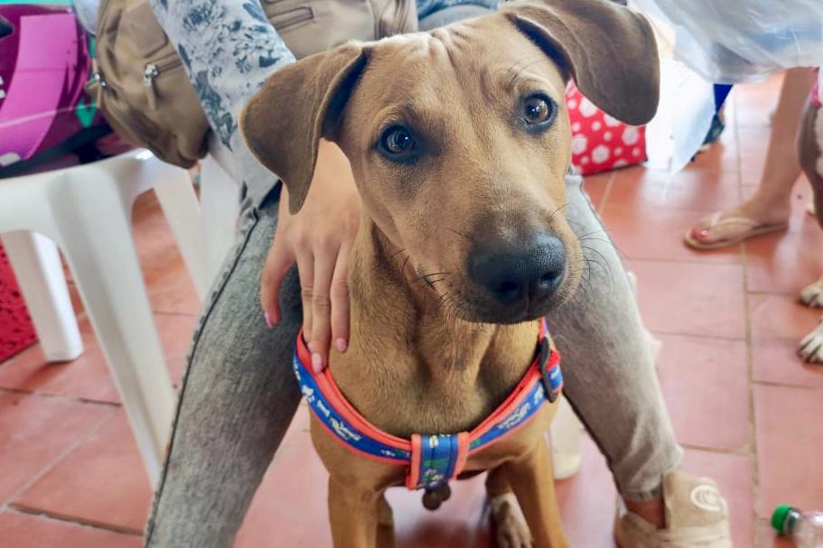 Avanzan las jornadas de esterilización gratuitas de caninos y felinos en Piedecuesta