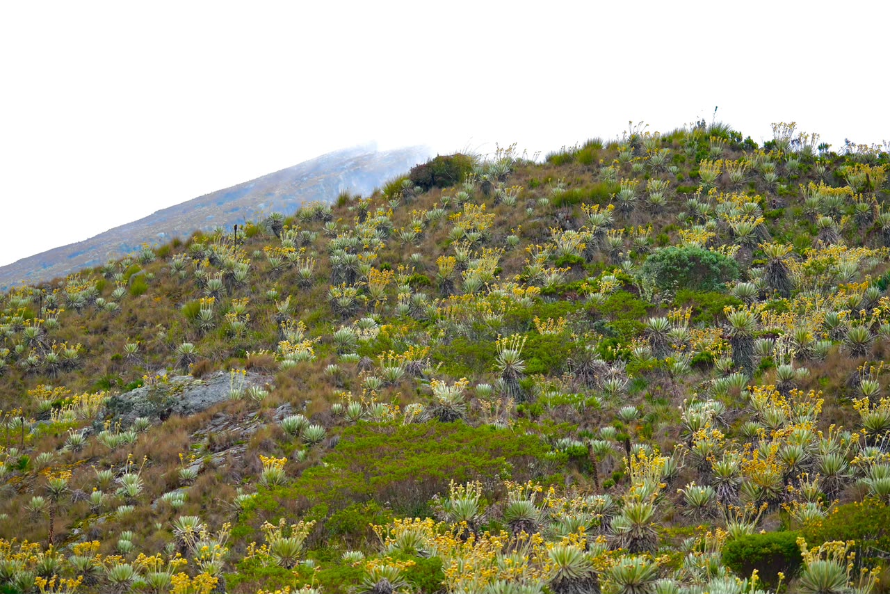 Gobierno Petro protege el páramo más grande del mundo: tras una década, la delimitación participativa del complejo Cruz Verde–Sumapaz es una realidad.
